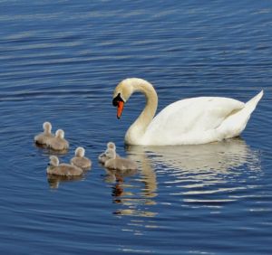 Mute swan and cygnets