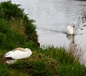 swans eyemouth 