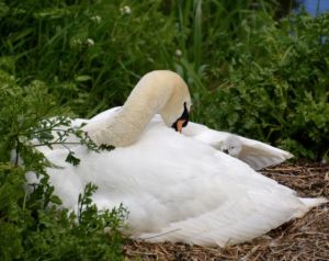 mute swan on nest with young