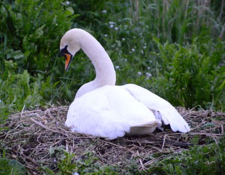 Spread your wings and.....?