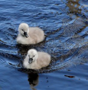 mute swan cygnets