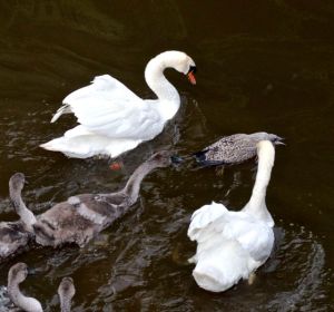 swans, territorial, young herring gull