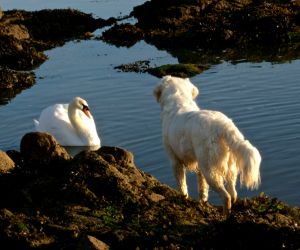 Swan and dog