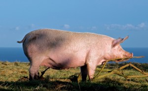 Pig 3