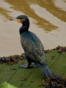 cormorant, sea bird, Noggin the Nog