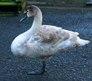 Last cygnet 1