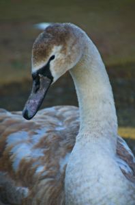 Last cygnet