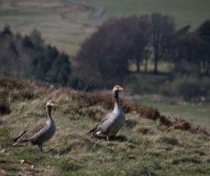 canada geese , lammemuir hills